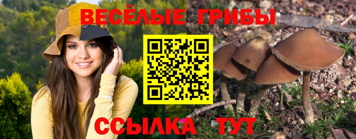 Псилоцибиновые грибы Cubensis  Псилоцибиновые грибы Psilocybe  Сорочинск 